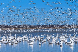 Snow Geese Fall Migration, Lac-Saint-Pierre (Baie-du-Febvre), Quebec
