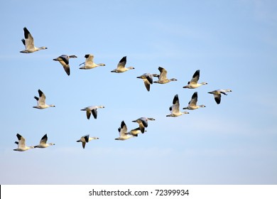 Snow Geese In Flight