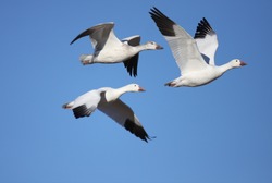 Snow Geese  In Flight With A Blue Sky Background