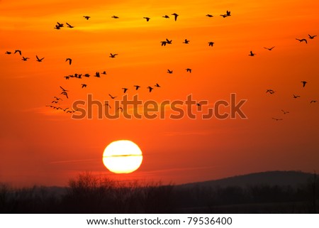 Snow Geese fly into sunrise at Middle Creek Wildlife Management Area,Lancaster County,Pennsylvania.