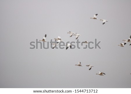 Similar – wild geese birds Dynamic