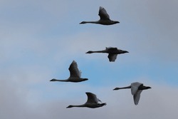 Snow Geese Flying In Beautiful Light, , Seen In The Wild In A North California Marsh