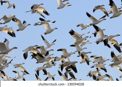 Snow Geese Flying in Blue Sky