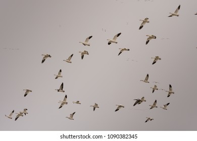 Snow Geese Flying In Formation Toward The Arctic