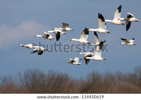 Snow Geese flying north during spring migration.