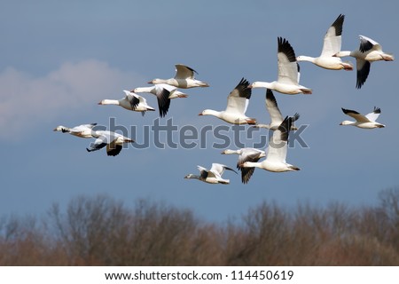 Similar – Foto Bild Gänseschwarm Vogel Natur