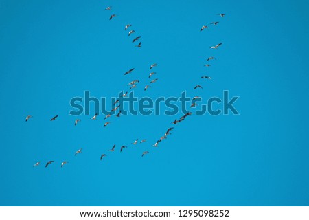 Similar – Sie ziehen III Vogel