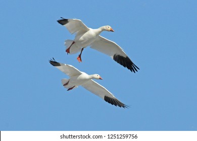 Snow Geese Landing