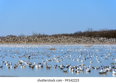 11 Migrate thousand miles Images, Stock Photos & Vectors | Shutterstock