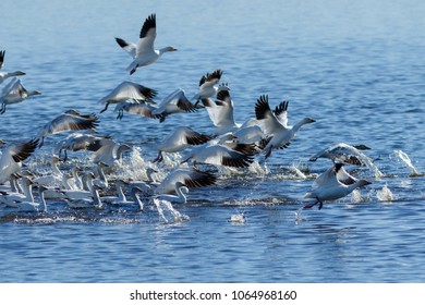 Snow Geese Migration In The Klamath Basin National Wildlife Refuge. Oregon, Merrill, Winter