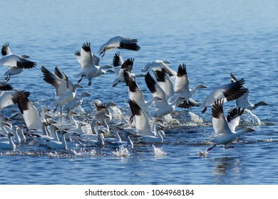 Snow Geese Migration In The Klamath Basin National Wildlife Refuge. Oregon, Merrill, Winter