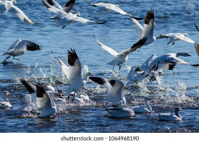 Snow Geese Migration In The Klamath Basin National Wildlife Refuge. Oregon, Merrill, Winter