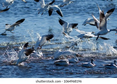 Snow Geese Migration In The Klamath Basin National Wildlife Refuge. Oregon, Merrill, Winter