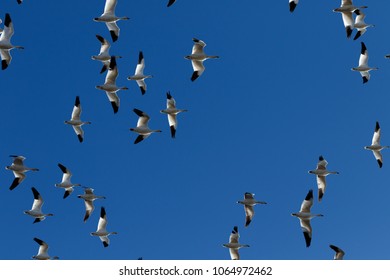 Snow Geese Migration In The Klamath Basin National Wildlife Refuge. Oregon, Merrill, Winter