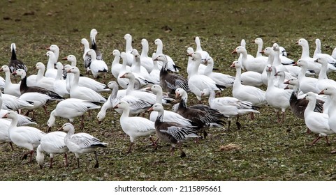 Snow geese, a mixture of white morph and blue morph adults at Hagerman National Wildlife Refuge in Texas - Shutterstock ID 2115895661