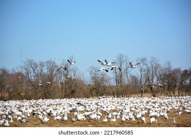 Snow Geese On A Farm Field On The Way South