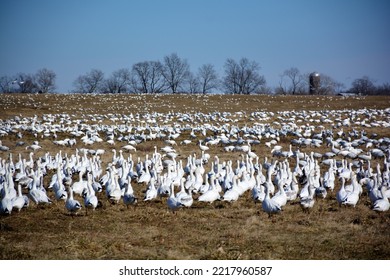 Snow Geese On A Farm Field On The Way South