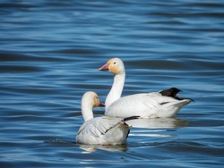 Snow Geese Swimming In Lake