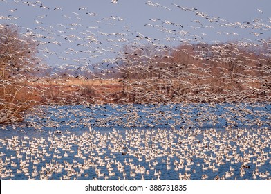 Snow Geese Taking Off Into The Sky  Over Middle Creek Wildlife Management Area In Southeast Pennsylvania.