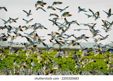 Snow Geese Taking Off In Skagit County