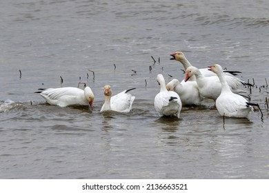 Snow Geese In Winter Sea Water