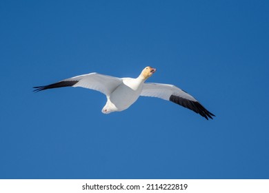Snow goose (Anser caerulescens) flying through the blue sky in Canada.