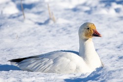 Snow Goose (Anser Caerulescens) Resting In The Snow In The Sunshine