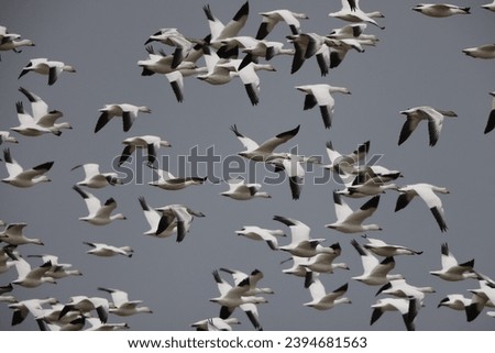 Similar – flugmöwen Natur Luft