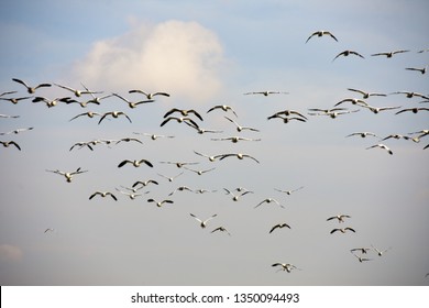 Images Photos Et Images Vectorielles De Stock De Oiseau Qui