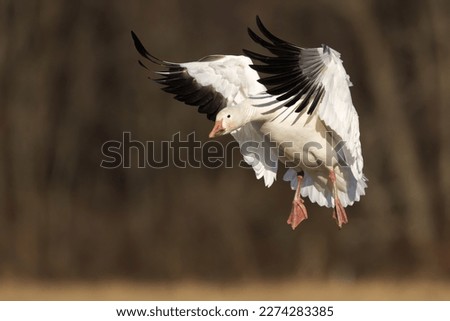 A Snow Goose Coming in for a Landing