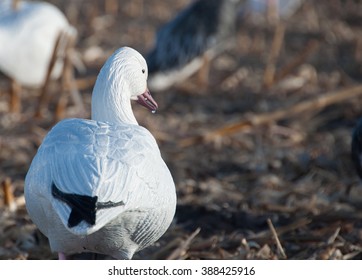 Snow Goose Decoys