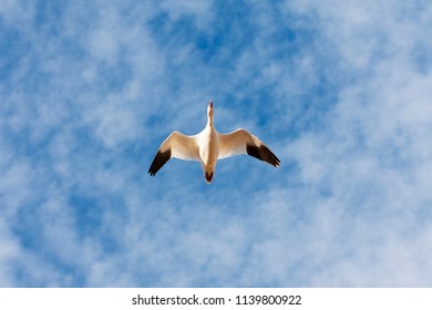 Snow Goose Fly Over Bosque Del Apache National Wildlife Reserve, New Mexico