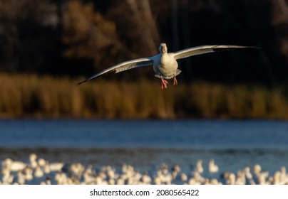 Goose_landing_snow Images, Stock Photos & Vectors | Shutterstock