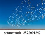 Snow goose take flight at Freezeout Lake Wildlife Management Area near Choteau, Montana, USA.