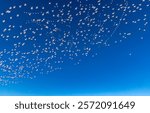 Snow goose take flight at Freezeout Lake Wildlife Management Area near Choteau, Montana, USA.