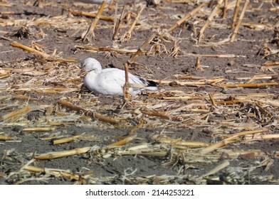 Snow Goose Waterfowl Lexington Nebraska