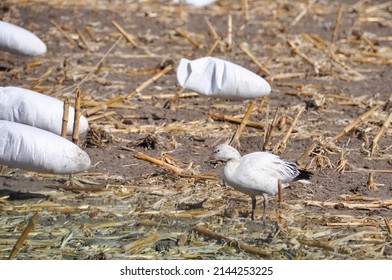 Snow Goose Waterfowl Lexington Nebraska