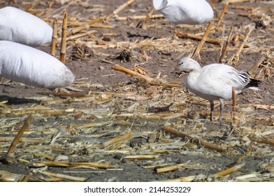 Snow Goose Waterfowl Lexington Nebraska