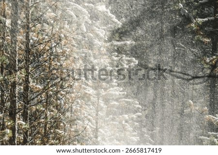 snow gracefully falls from trees creating winter wonderland atmosphere in serene forest setting. snowflakes spill from tree branches in quiet winter forest, highlighting beauty and stillness season.