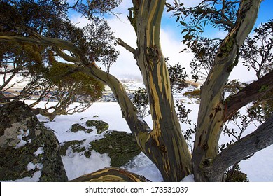 Snow Gum At Perisher Blue In Australia