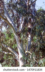 Snow Gum Tree Endemic Of Australia