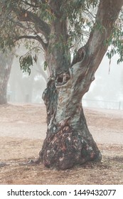 Snow Gum Tree In The Fog In The Snowy Mountains, Kosciuszko National Park.