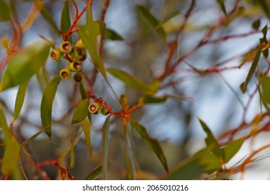 Snow Gum Tree Leaves Stand Out From The Subtle Light Blue Of The Winter Sky