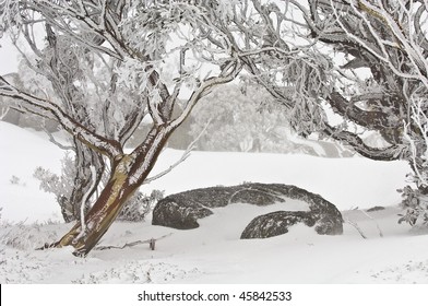 Snow Gums