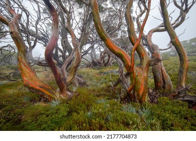 Snow Gums, Snowy Mountains Australia