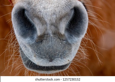 Snow Horse Nose Close Up Detail