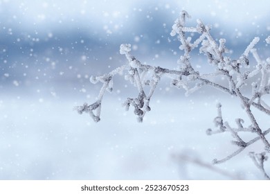 snow and ice covered dry plants in winter during snowfall on blurred background