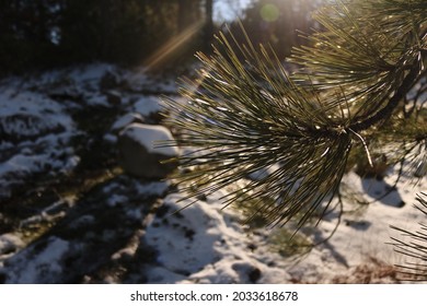 Snow And Ice In The Tahoe National Forest