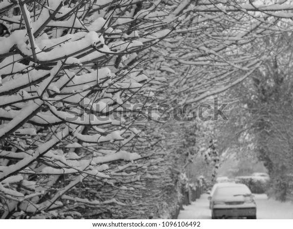 Snow Laden Trees,\
UK