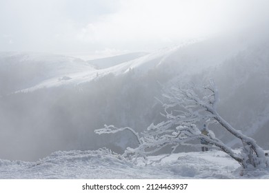 Snow Landscape In Clouds With Mountains And Frozen Branches In The Vosges, France, Mountain Hohneck